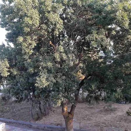 Kostovi * Πριμόρσκο